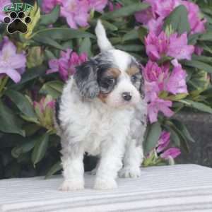 Patches, Cavapoo Puppy